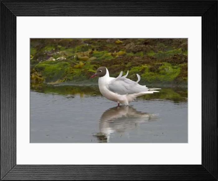 Framed Print : Picture No. 10891903 Framed Print : Picture No. 10891903