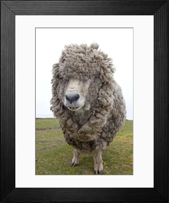 Framed Print : Picture No. 10891905 Framed Print : Picture No. 10891905