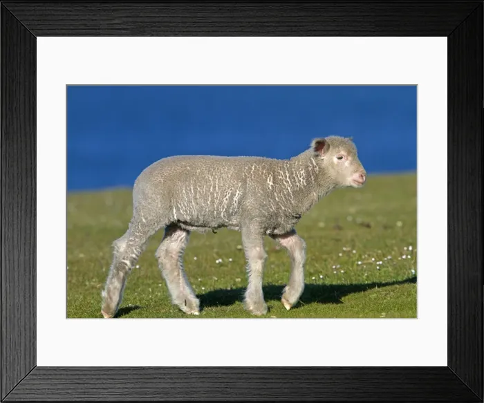 Framed Print : Picture No. 10891908 Framed Print : Picture No. 10891908