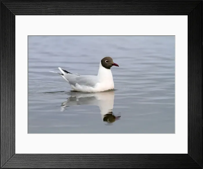 Framed Print : Picture No. 10891904 Framed Print : Picture No. 10891904