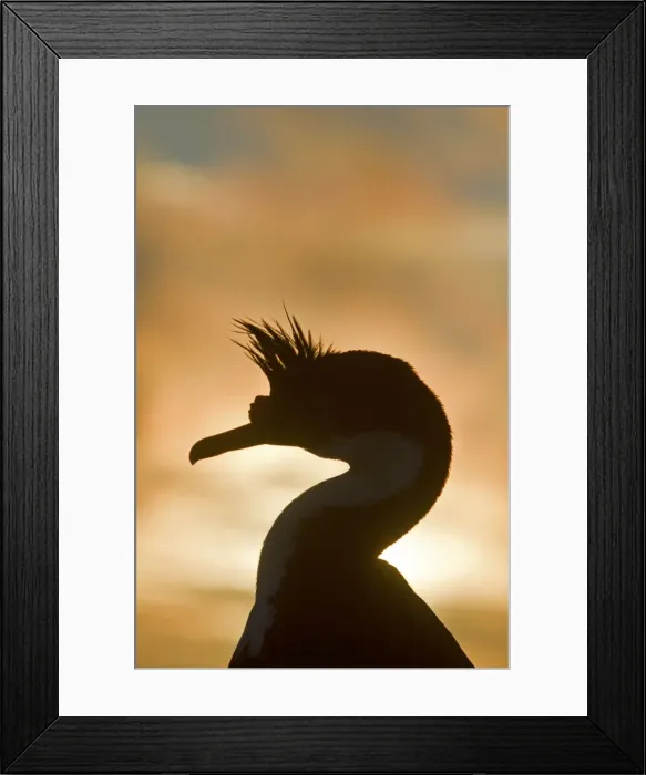 Framed Print : Picture No. 10891914 Framed Print : Picture No. 10891914