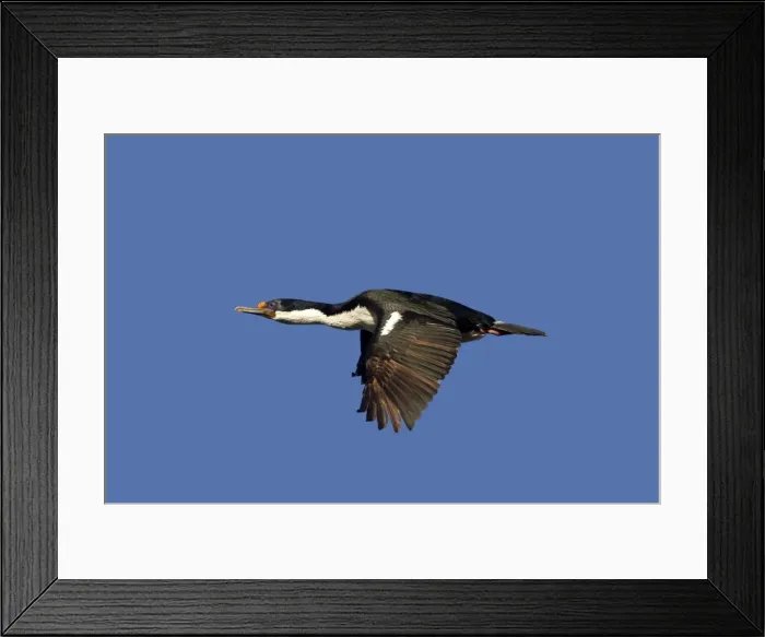 Framed Print : Picture No. 10891915 Framed Print : Picture No. 10891915