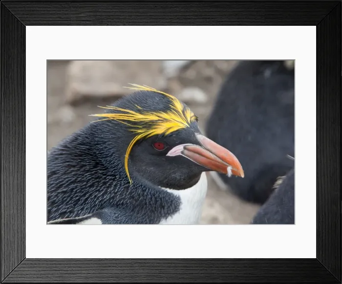 Framed Print : Picture No. 10891913 Framed Print : Picture No. 10891913