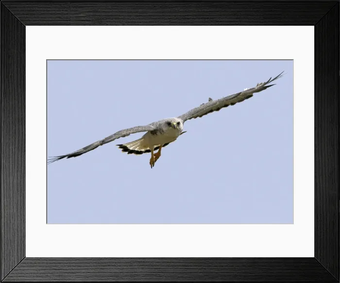 Framed Print : Picture No. 10891920 Framed Print : Picture No. 10891920