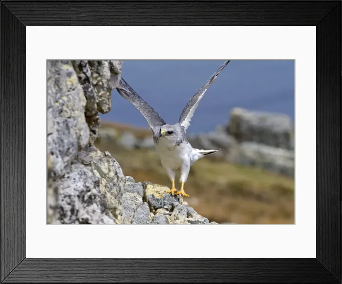 Framed Print : Picture No. 10891919 Framed Print : Picture No. 10891919
