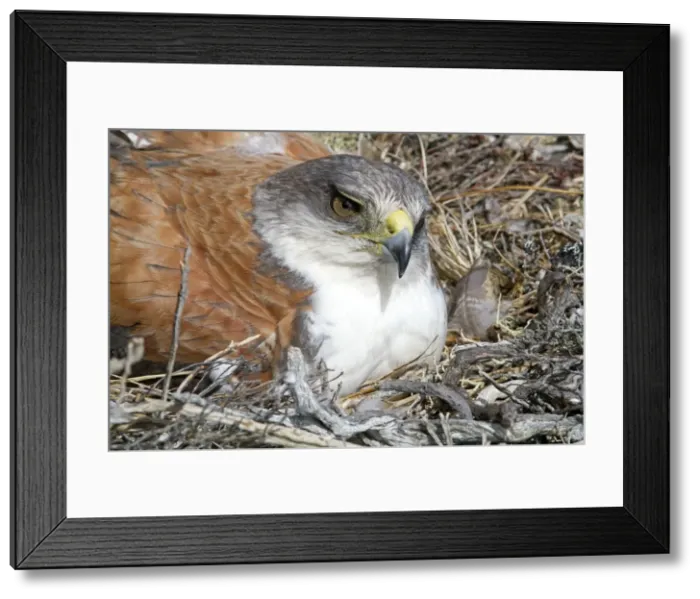 Framed Print : Picture No. 10891921 Framed Print : Picture No. 10891921