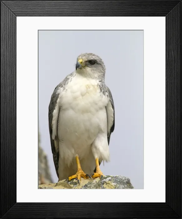 Framed Print : Picture No. 10891923 Framed Print : Picture No. 10891923