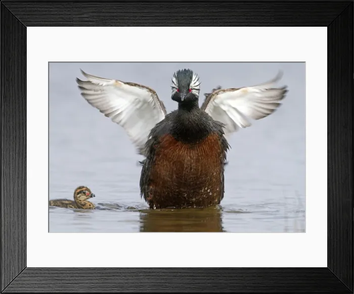 Framed Print : Picture No. 10891926 Framed Print : Picture No. 10891926