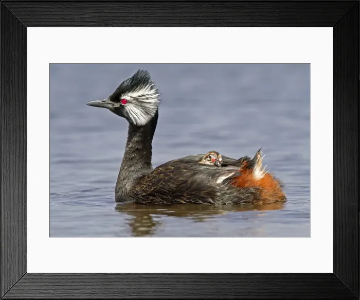 Framed Print : Picture No. 10891927 Framed Print : Picture No. 10891927