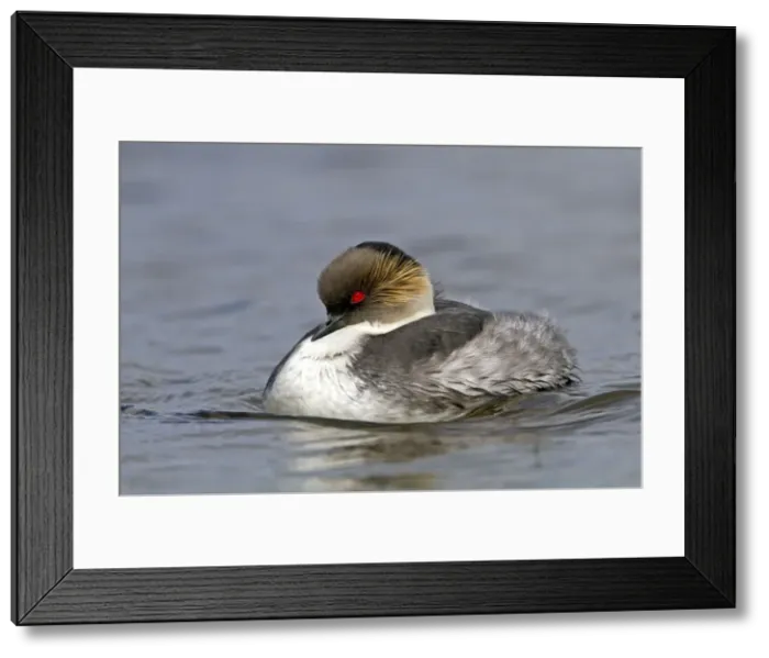 Framed Print : Picture No. 10891929 Framed Print : Picture No. 10891929