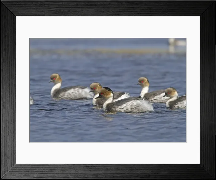 Framed Print : Picture No. 10891928 Framed Print : Picture No. 10891928