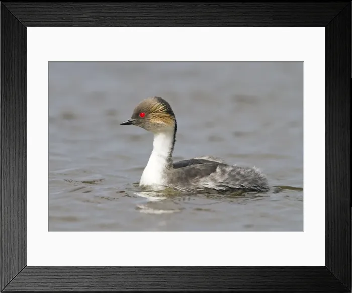 Framed Print : Picture No. 10891930 Framed Print : Picture No. 10891930