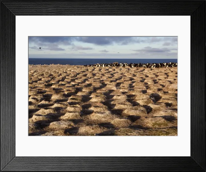 Framed Print : Picture No. 10891917 Framed Print : Picture No. 10891917
