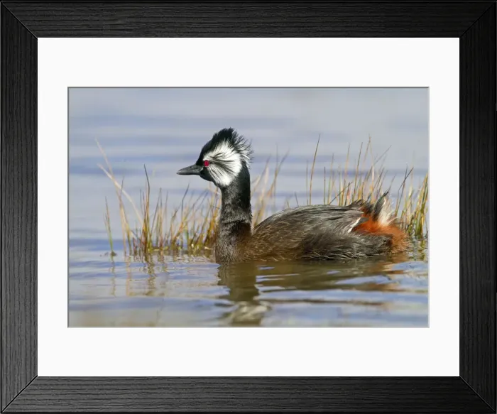 Framed Print : Picture No. 10891925
