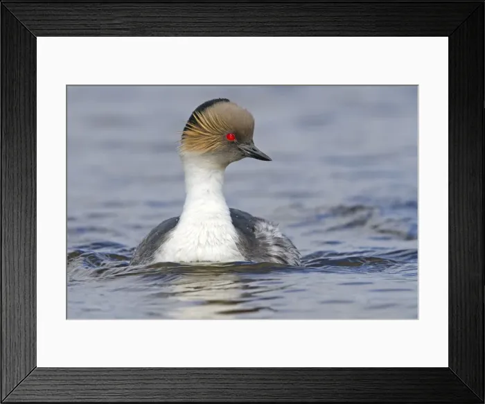 Framed Print : Picture No. 10891931 Framed Print : Picture No. 10891931