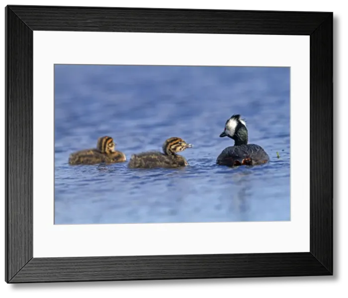 Framed Print : Picture No. 10891924 Framed Print : Picture No. 10891924