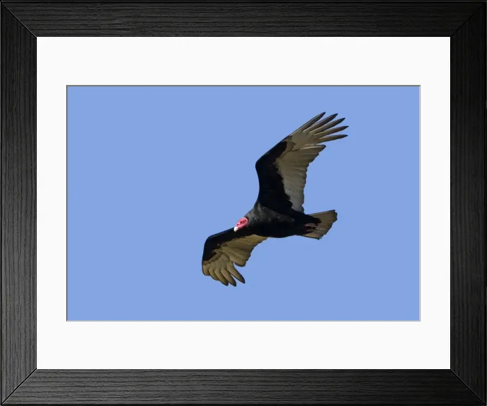 Framed Print : Picture No. 10891937