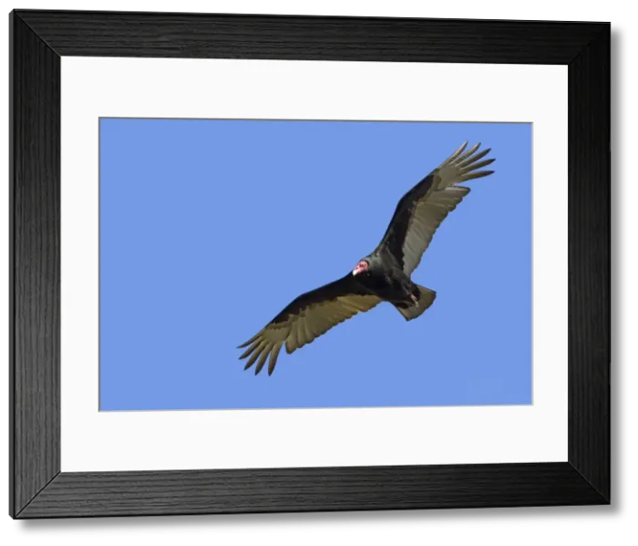 Framed Print : Picture No. 10891938 Framed Print : Picture No. 10891938