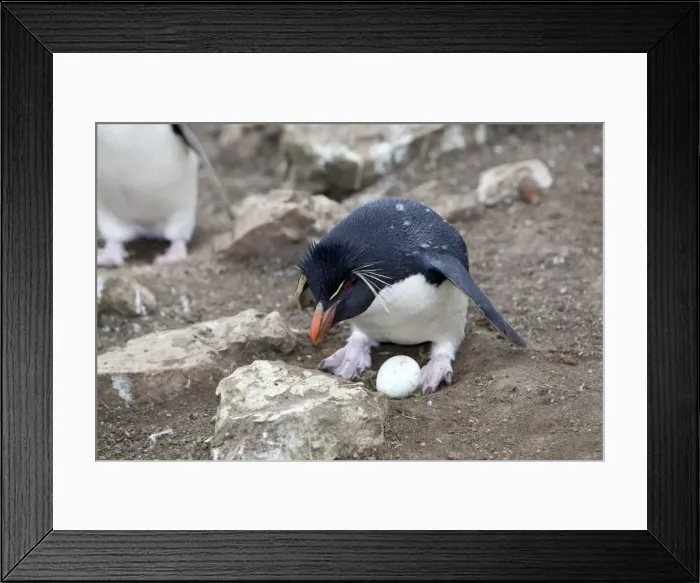 Framed Print : Picture No. 10891935 Framed Print : Picture No. 10891935