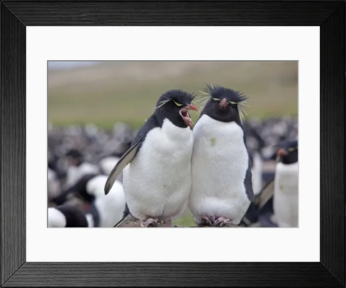 Framed Print : Picture No. 10891934 Framed Print : Picture No. 10891934
