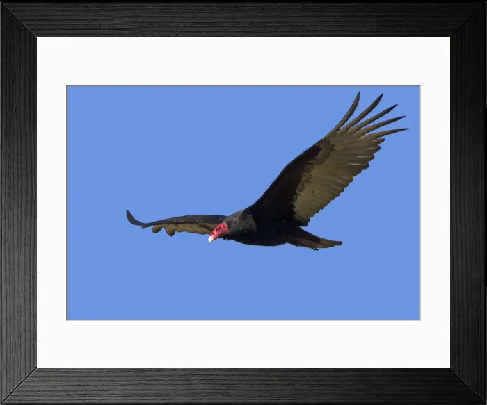 Framed Print : Picture No. 10891936 Framed Print : Picture No. 10891936