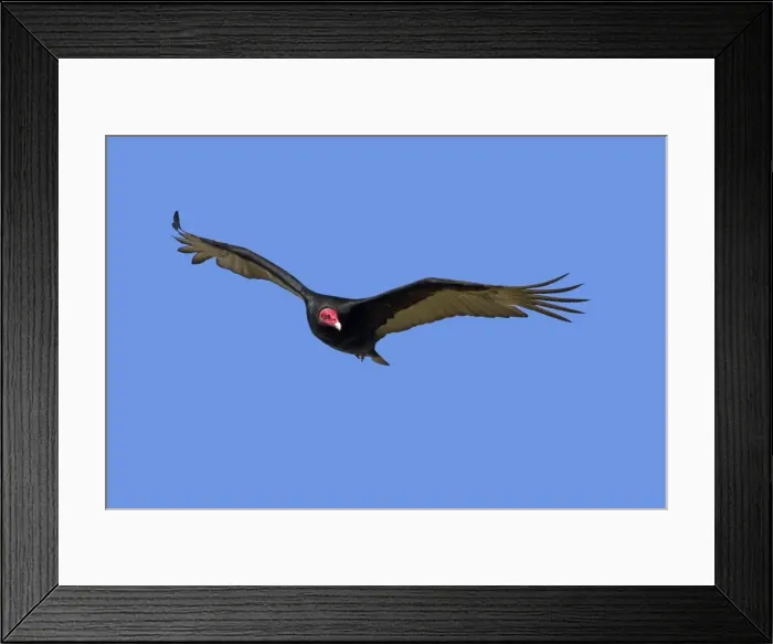 Framed Print : Picture No. 10891939