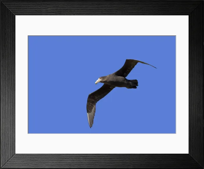 Framed Print : Picture No. 10891943