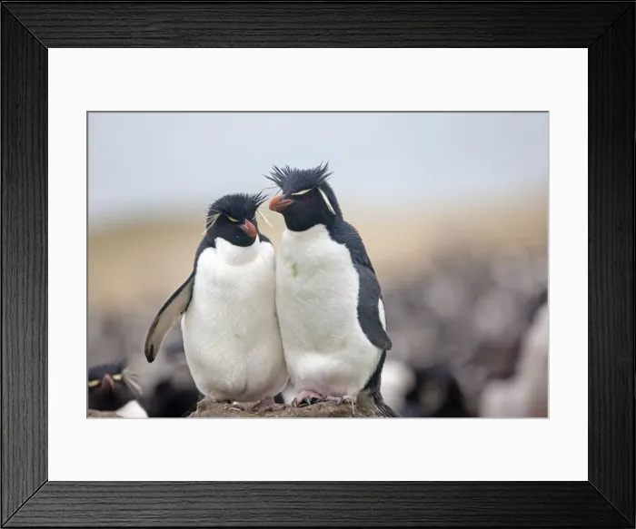 Framed Print : Picture No. 10891933 Framed Print : Picture No. 10891933