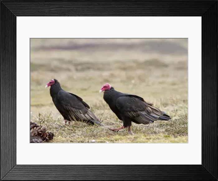 Framed Print : Picture No. 10891940