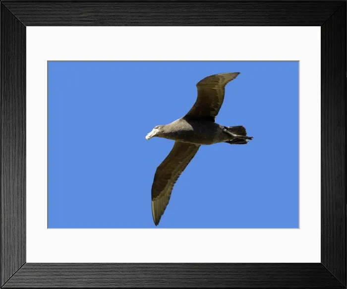 Framed Print : Picture No. 10891946 Framed Print : Picture No. 10891946