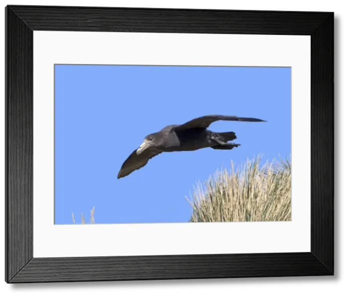 Framed Print : Picture No. 10891945 Framed Print : Picture No. 10891945