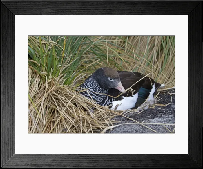 Framed Print : Picture No. 10891947 Framed Print : Picture No. 10891947