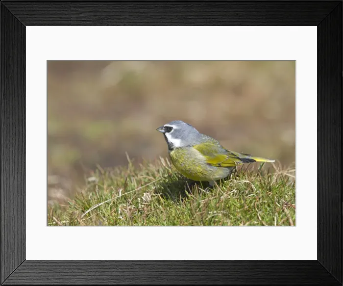 Framed Print : Picture No. 10891942 Framed Print : Picture No. 10891942