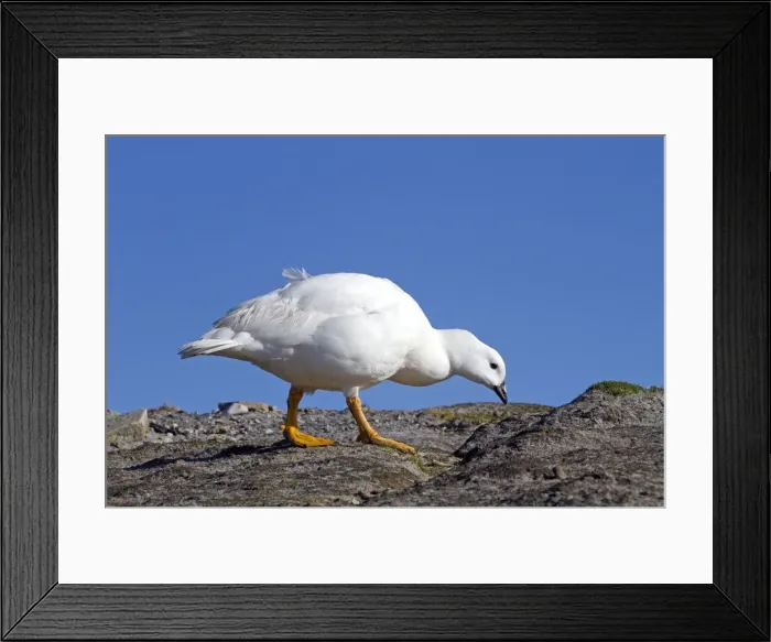 Framed Print : Picture No. 10891948 Framed Print : Picture No. 10891948