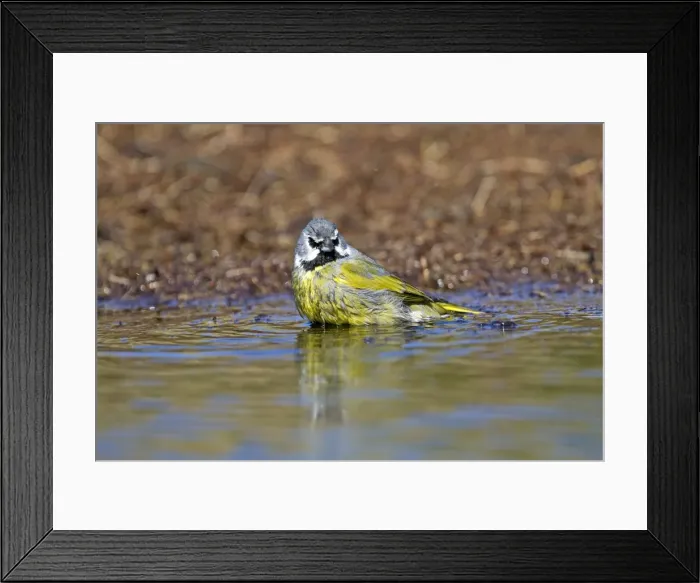 Framed Print : Picture No. 10891941 Framed Print : Picture No. 10891941
