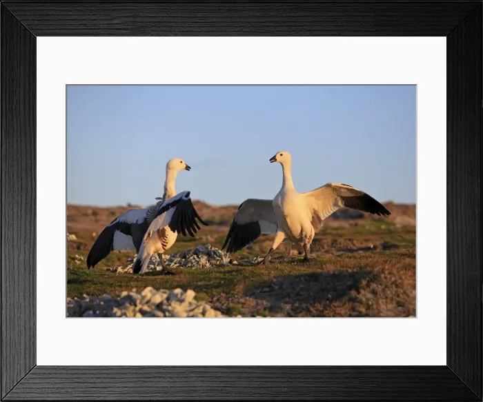 Framed Print : Picture No. 10891951 Framed Print : Picture No. 10891951