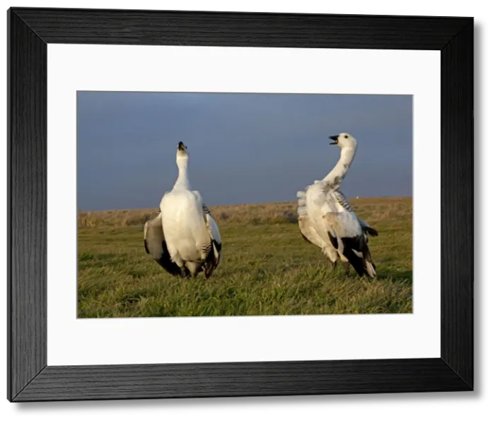 Framed Print : Picture No. 10891952 Framed Print : Picture No. 10891952