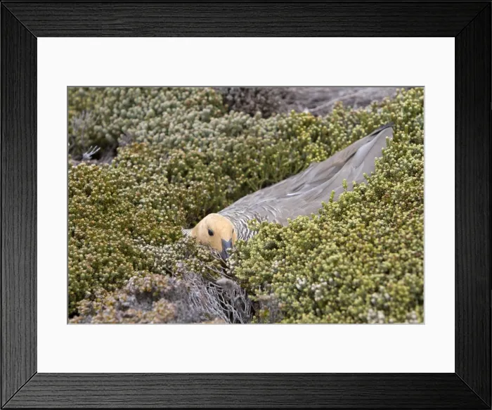 Framed Print : Picture No. 10891950 Framed Print : Picture No. 10891950