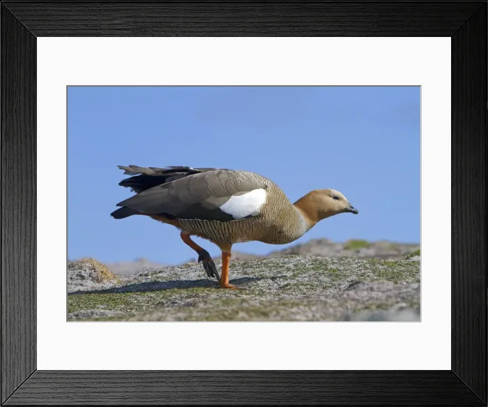 Framed Print : Picture No. 10891955 Framed Print : Picture No. 10891955