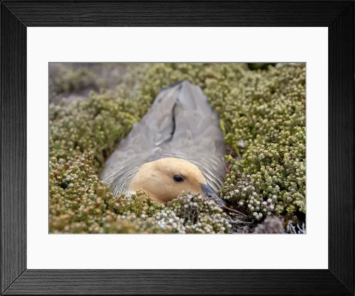 Framed Print : Picture No. 10891949 Framed Print : Picture No. 10891949