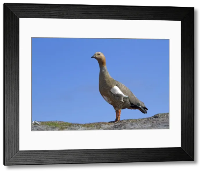 Framed Print : Picture No. 10891954 Framed Print : Picture No. 10891954