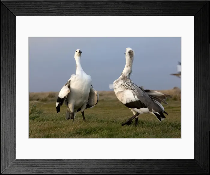 Framed Print : Picture No. 10891953 Framed Print : Picture No. 10891953
