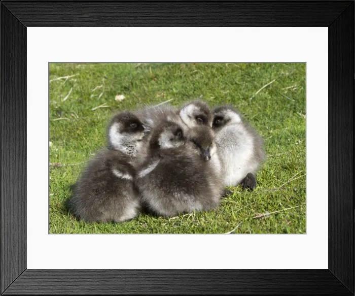 Framed Print : Picture No. 10891956 Framed Print : Picture No. 10891956