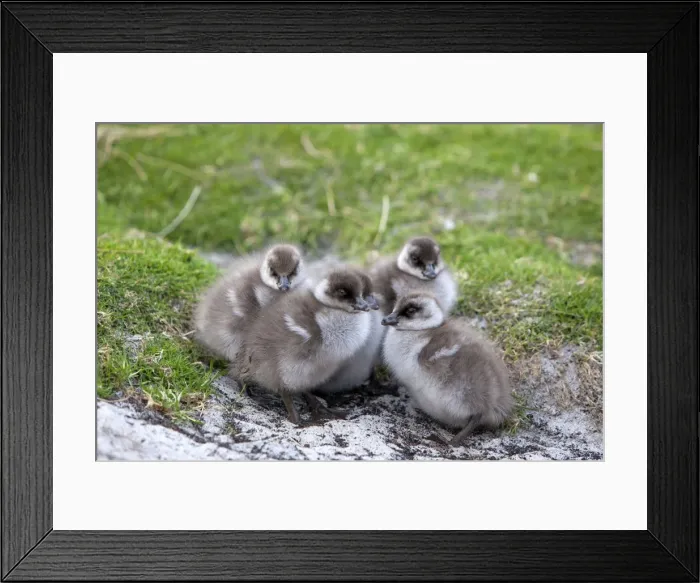 Framed Print : Picture No. 10891959