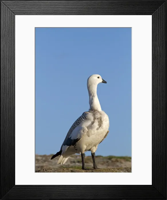 Framed Print : Picture No. 10891957 Framed Print : Picture No. 10891957