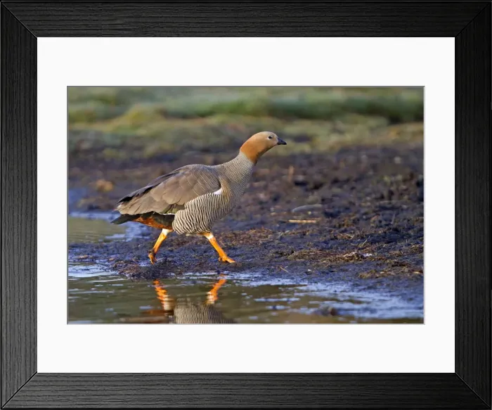 Framed Print : Picture No. 10891961 Framed Print : Picture No. 10891961