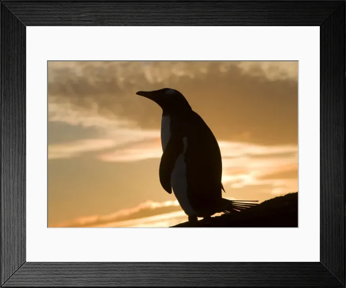 Framed Print : Picture No. 10891963