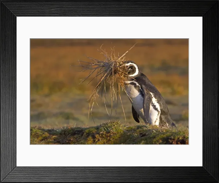 Framed Print : Picture No. 10891964