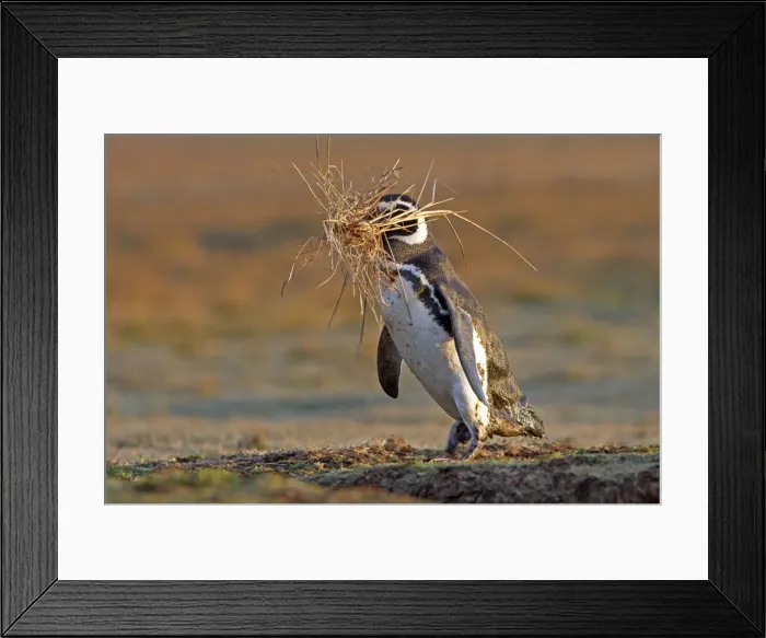 Framed Print : Picture No. 10891965 Framed Print : Picture No. 10891965