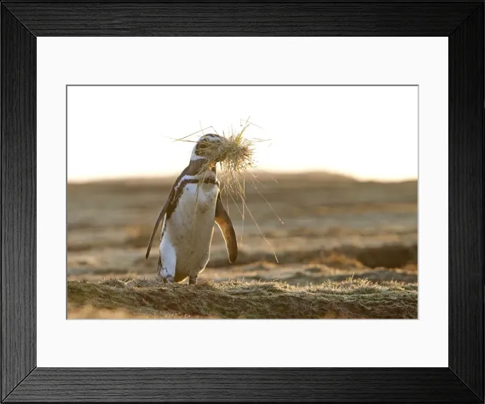 Framed Print : Picture No. 10891966 Framed Print : Picture No. 10891966